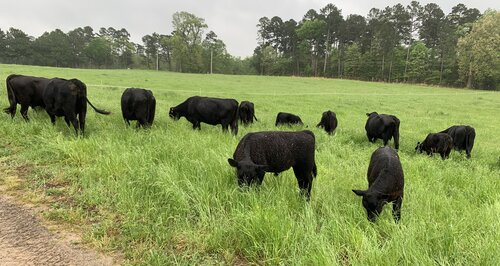 Cows%20Grazing%20Pasture.jpg