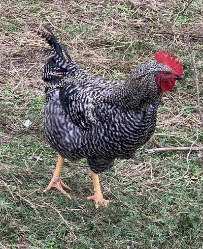 rsz_barred_rock_chicken.jpg